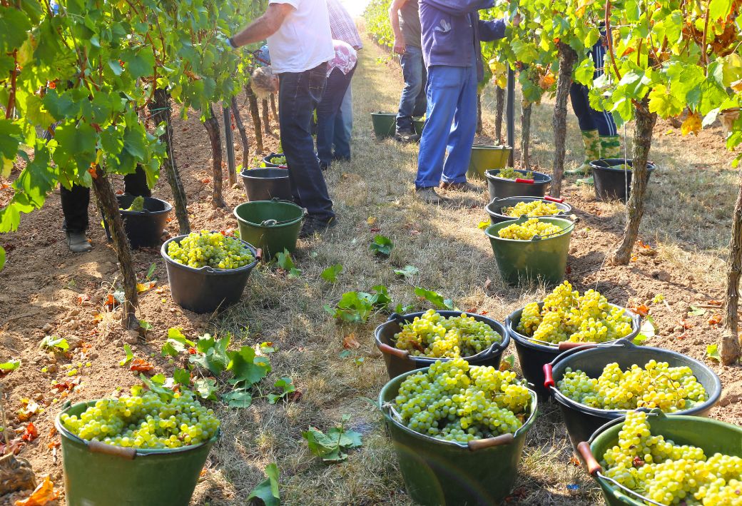 efo-egyszerusitett-foglalkoztatas