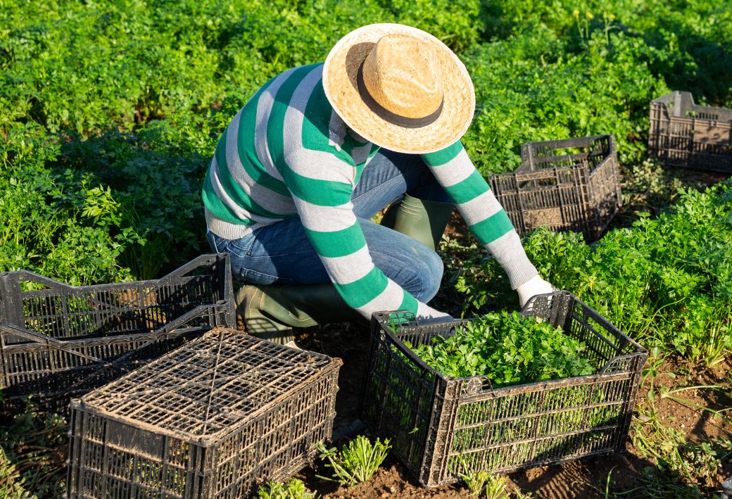 egyszerusitett-foglalkoztatas-efo-zoldseg-pakolas